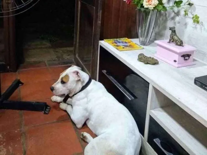 Cachorro ra a PIT BULL idade 1 ano nome Pandora