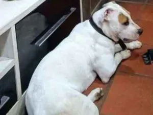Cachorro raça PIT BULL idade 1 ano nome Pandora
