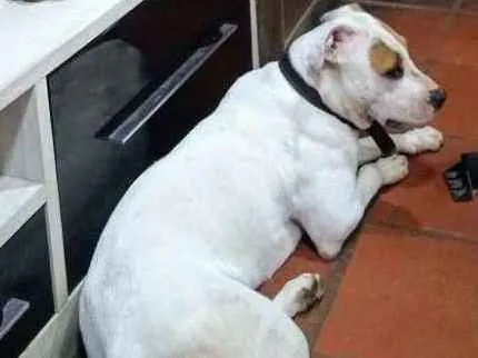 Cachorro ra a PIT BULL idade 1 ano nome Pandora
