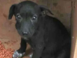 Cachorro raça SRD idade 2 a 6 meses nome Sem Nome 1