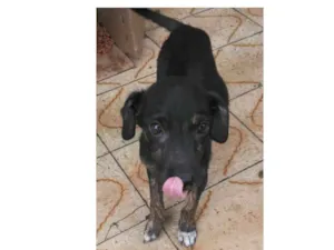 Cachorro raça SRD idade 2 a 6 meses nome Sem Nome 2