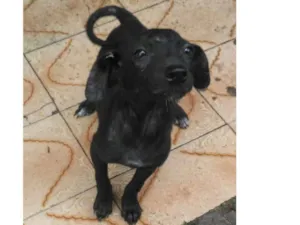 Cachorro raça SRD idade 2 a 6 meses nome Sem Nome 3