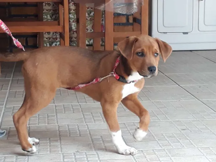 Cachorro ra a indefinida idade 2 a 6 meses nome Mel