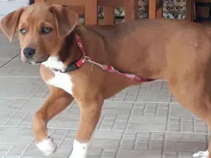 Cachorro raça indefinida idade 2 a 6 meses nome Mel