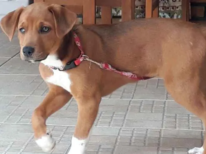 Cachorro ra a indefinida idade 2 a 6 meses nome Mel