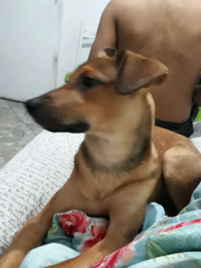 Cachorro ra a Srd idade 1 ano nome Scooby