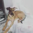Scooby