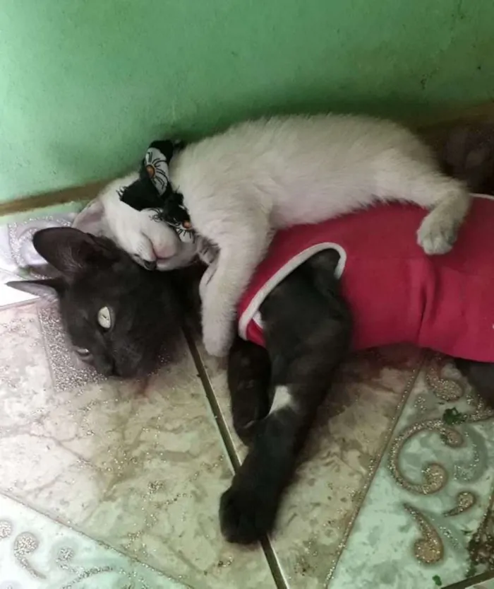 Gato ra a SRD idade Abaixo de 2 meses nome Sem nome