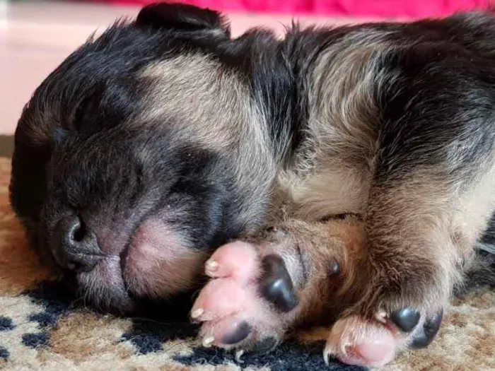 Cachorro ra a sem raça idade Abaixo de 2 meses nome sem nome