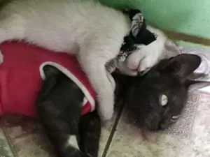 Gato raça SRD idade Abaixo de 2 meses nome Sem nome
