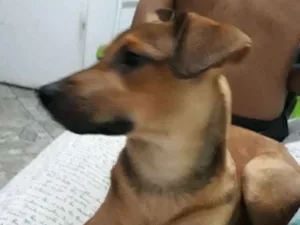 Cachorro raça Srd idade 1 ano nome Scooby