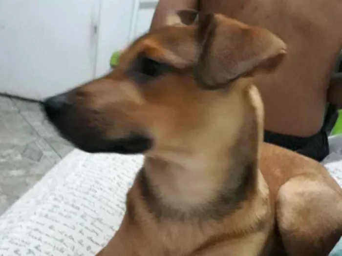 Cachorro ra a Srd idade 1 ano nome Scooby
