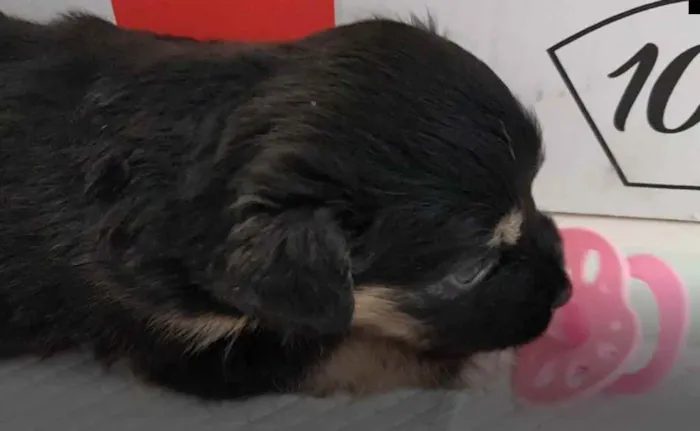 Cachorro ra a sem raça idade Abaixo de 2 meses nome sem nome