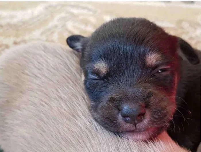 Cachorro ra a sem  raça idade Abaixo de 2 meses nome sem nome