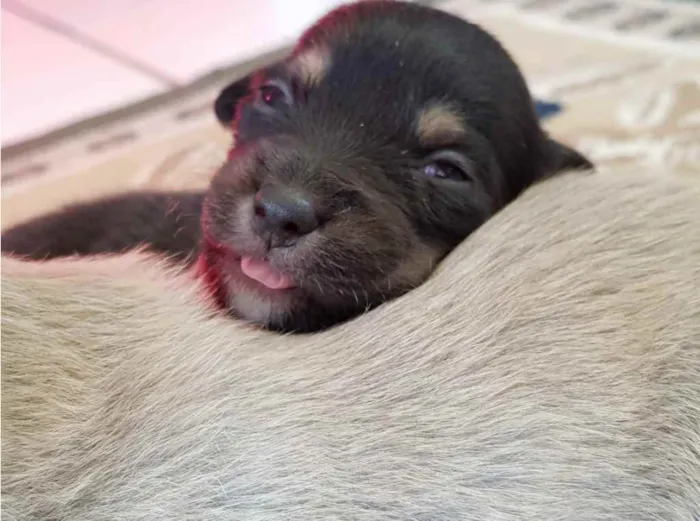 Cachorro ra a sem  raça idade Abaixo de 2 meses nome sem nome