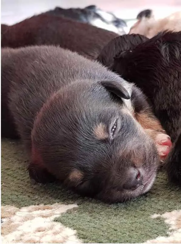 Cachorro ra a sem  raça idade Abaixo de 2 meses nome sem nome