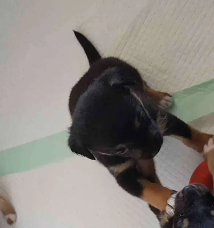 Cachorro ra a sem raça idade Abaixo de 2 meses nome sem nome