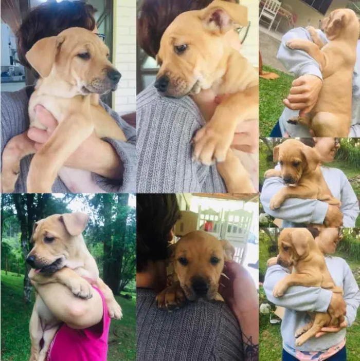 Cachorro ra a Sem Raça Definida idade 2 a 6 meses nome Luna