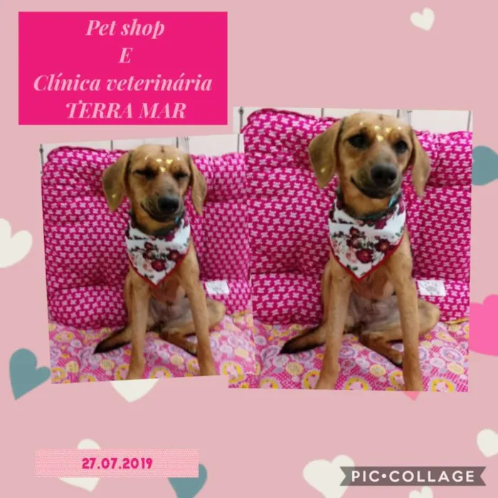 Cachorro raça Srd idade 1 ano nome SKy
