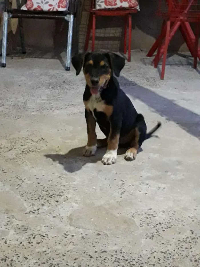 Cachorro raça Fila idade Abaixo de 2 meses nome Samantha 