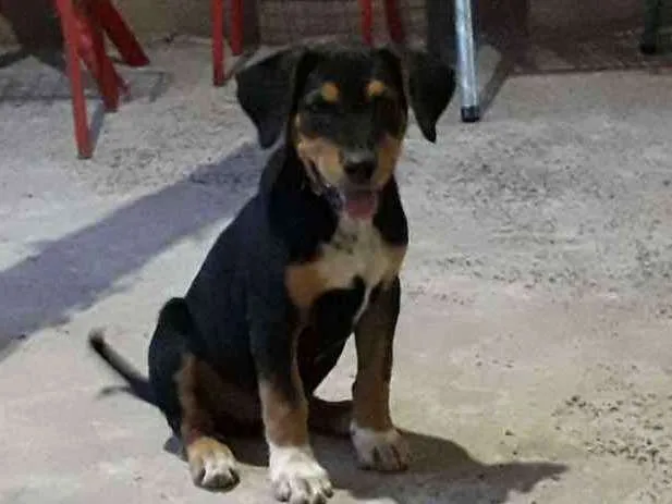 Cachorro raça Fila idade Abaixo de 2 meses nome Samantha 