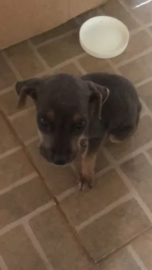 Cachorro raça indefinido  idade Abaixo de 2 meses nome Ragnar