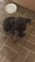 não tem