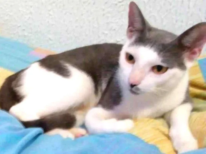 Gato raça SRD idade 2 anos nome Gata