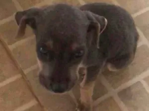 Cachorro raça não sei idade Abaixo de 2 meses nome não tem