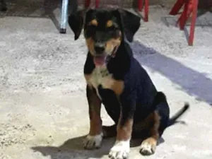 Cachorro raça Fila idade Abaixo de 2 meses nome Samantha 