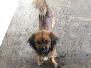 Cachorro raça  idade 1 ano nome Sem nome