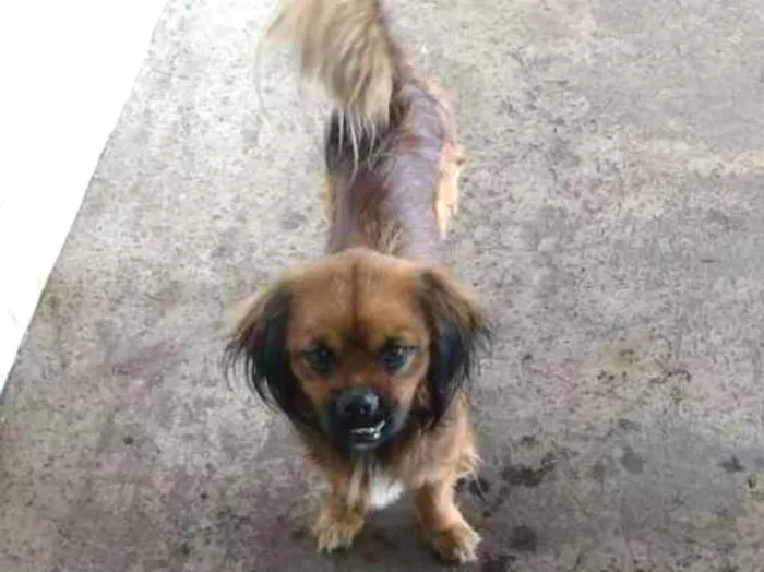 Cachorro ra a  idade 1 ano nome Sem nome