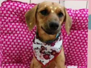 Cachorro raça Srd idade 1 ano nome SKy
