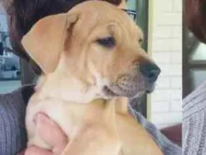 Cachorro raça Sem Raça Definida idade 2 a 6 meses nome Luna