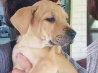 Cachorro ra a Sem Raça Definida idade 2 a 6 meses nome Luna