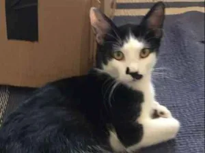 Gato raça SRD idade 2 a 6 meses nome Andrey
