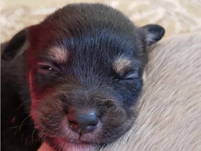 Cachorro ra a sem  raça idade Abaixo de 2 meses nome sem nome