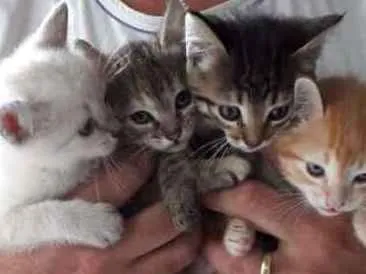 Gato ra a Vira latas  idade 2 a 6 meses nome Sem nomes 