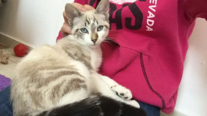 Gato raça SRD idade 2 a 6 meses nome Pablo