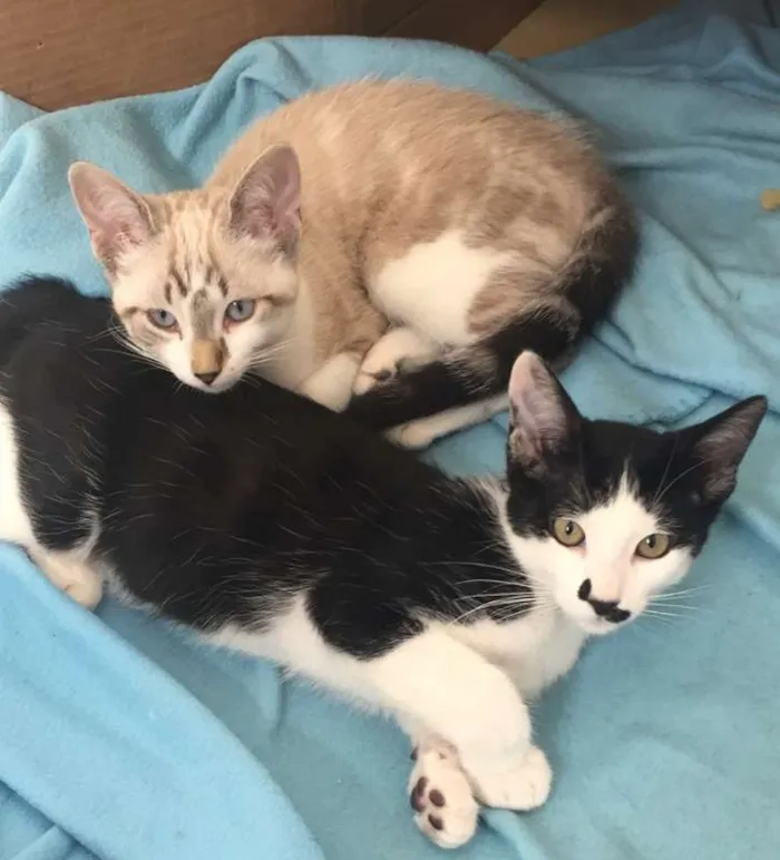 Gato raça SRD idade 2 a 6 meses nome Pablo