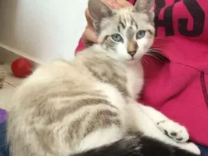 Gato raça SRD idade 2 a 6 meses nome Pablo