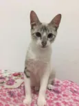 Gato raça SRD idade 2 a 6 meses nome Nina