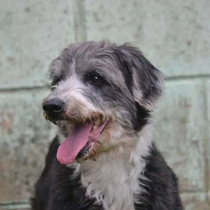 Cachorro ra a SRD idade 3 anos nome AYLA