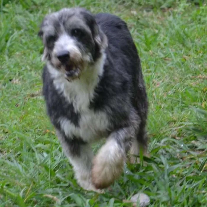 Cachorro ra a SRD idade 3 anos nome AYLA
