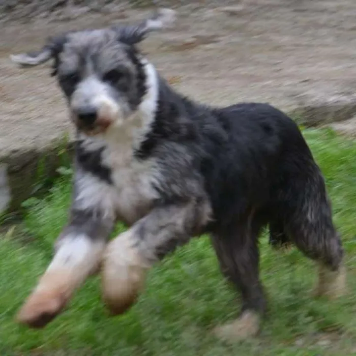 Cachorro ra a SRD idade 3 anos nome AYLA