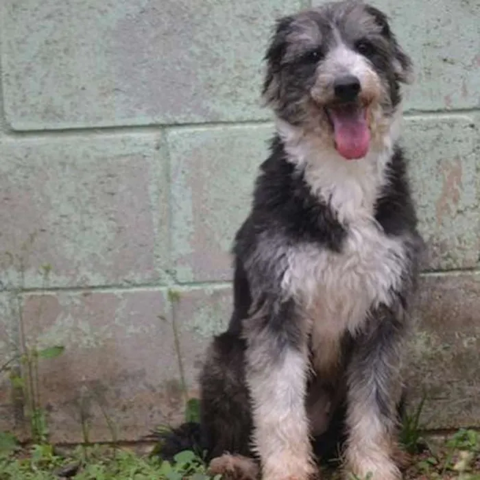 Cachorro ra a SRD idade 3 anos nome AYLA