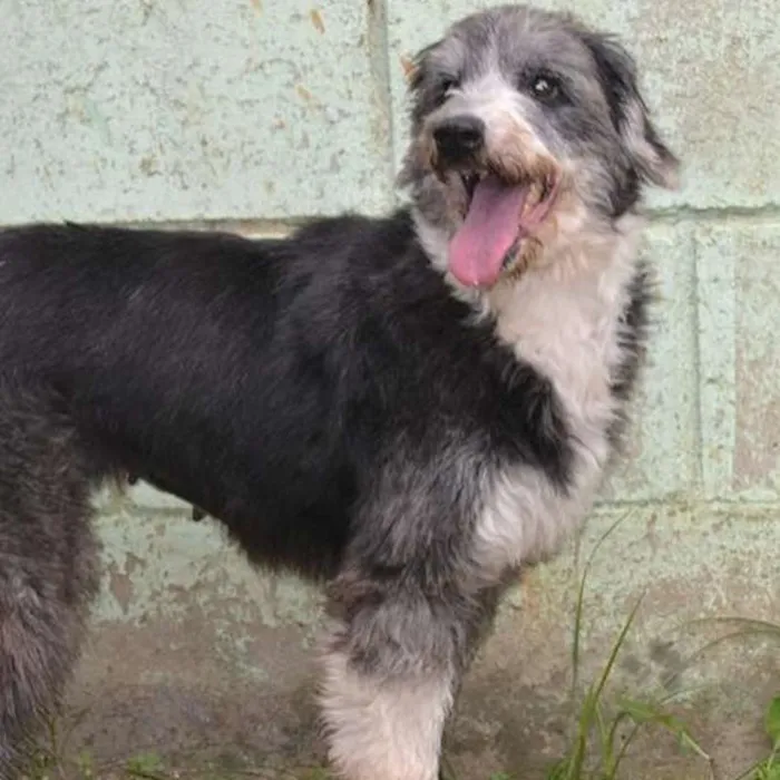 Cachorro ra a SRD idade 3 anos nome AYLA