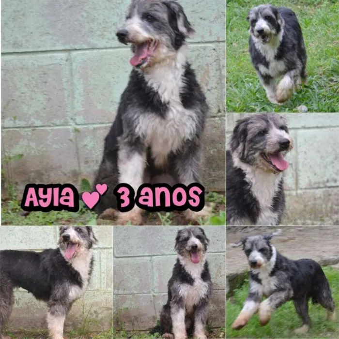 Cachorro ra a SRD idade 3 anos nome AYLA