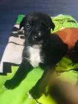 Anjos