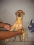 Bob
